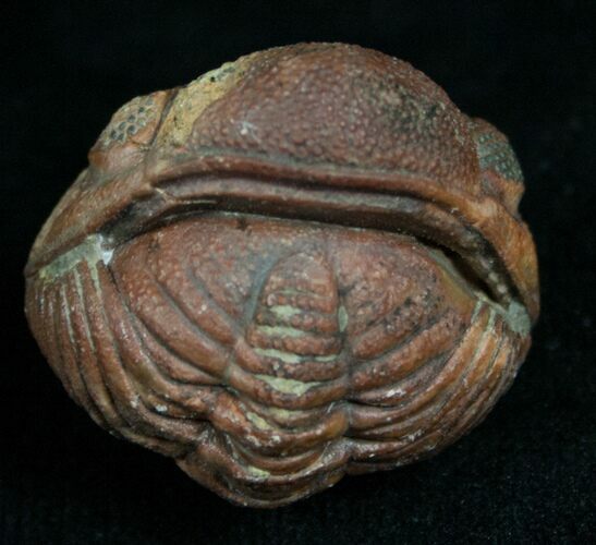 Very Detailed Enrolled Barrandeops (Phacops) Trilobite #4740